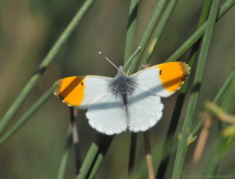 Anthocharis cardamines